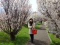 札幌住宅街満開の桜とディーン様コラボMV♪　☆BGM　by  Haruka.wmv